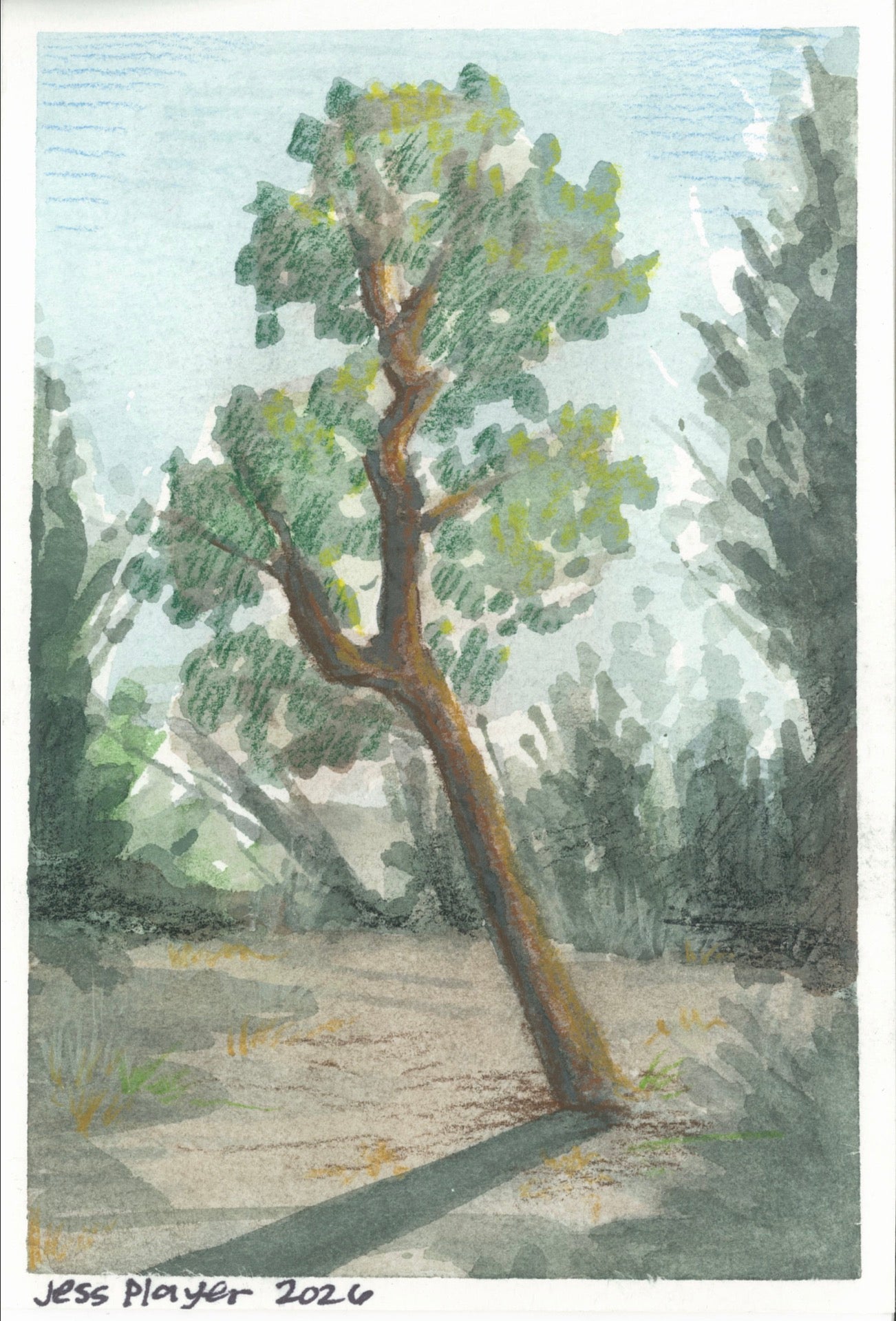 Leaning Tree - Original, Prints (4”x6”)